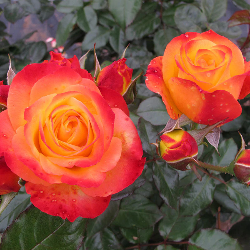 Oso Easy En Fuego™ Rose 3 Oso Easy En Fuego™ Rose