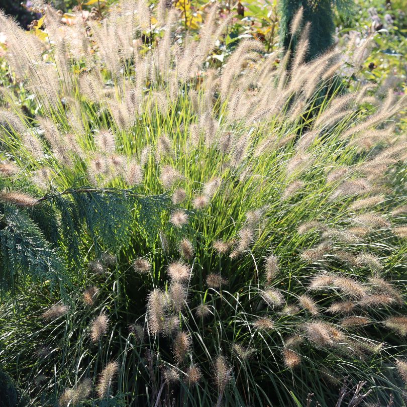 'Hameln' Fountain Grass