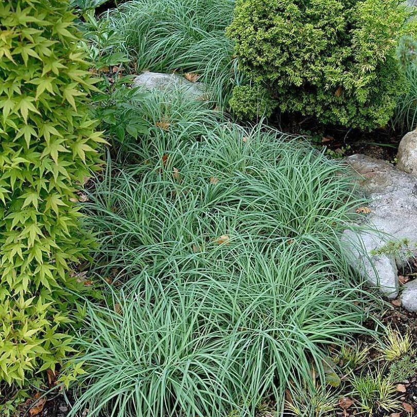 'Blue Zinger' Sedge