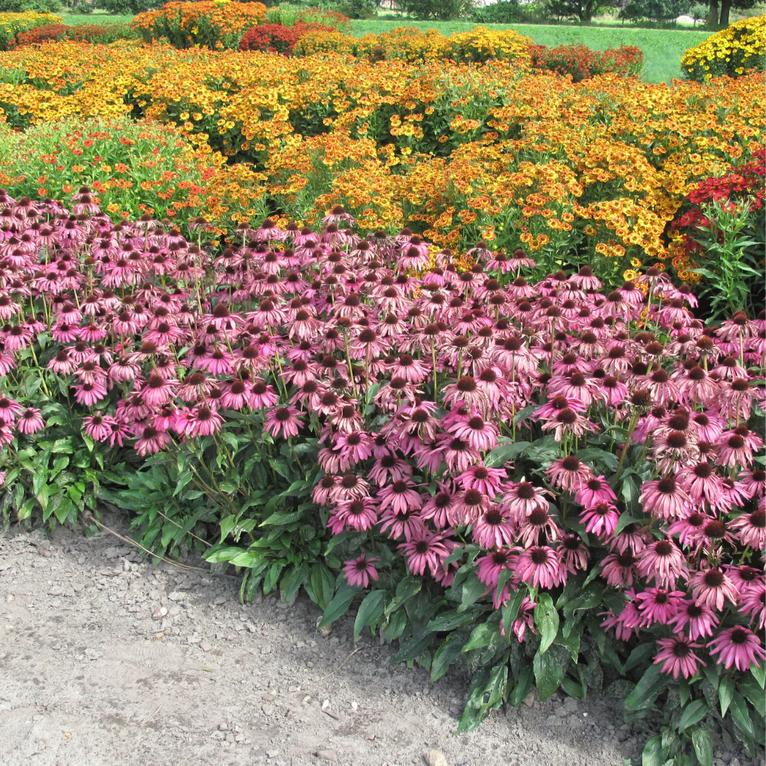 'Purple Emperor' Coneflower