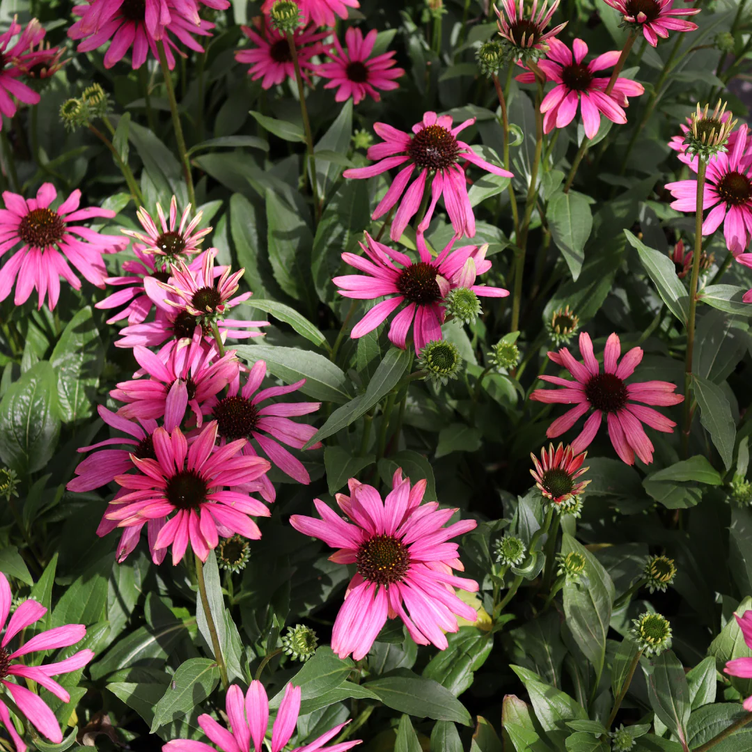 'Purple Emperor' Coneflower 2 'Purple Emperor' Coneflower