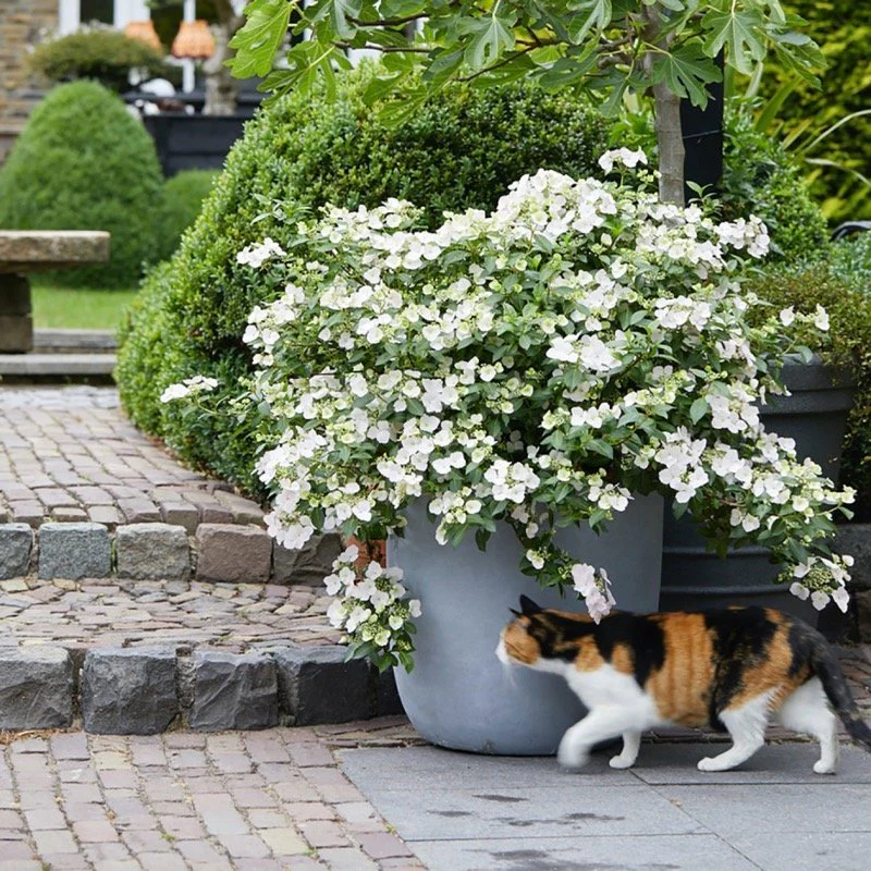 Fairytrail Bride® Cascade Hydrangea®