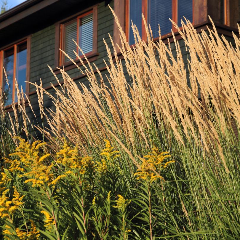 'Karl Foerster' Feather Reed Grass