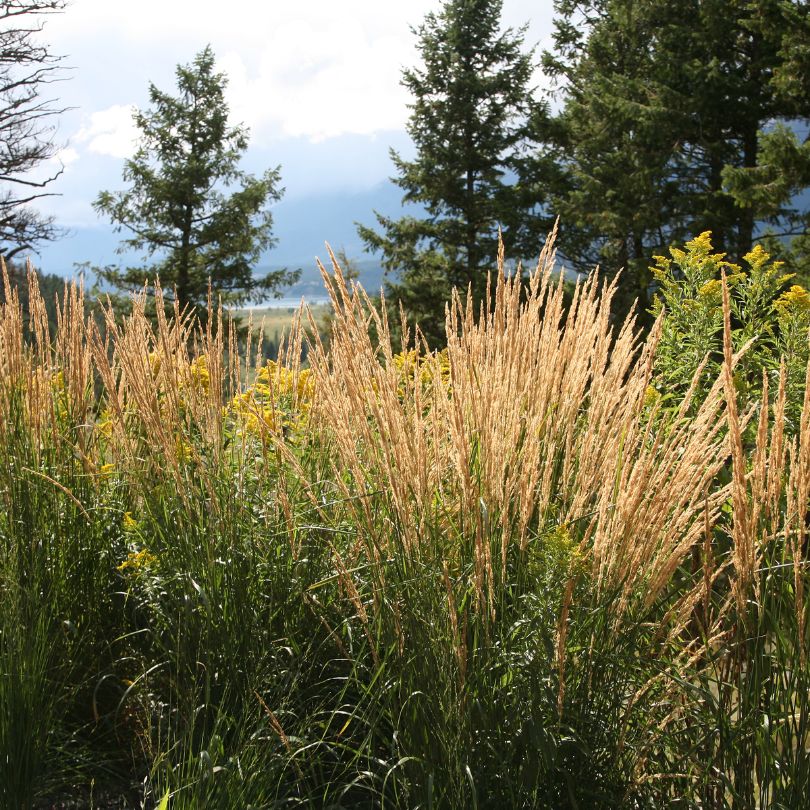 'Karl Foerster' Feather Reed Grass 2 'Karl Foerster' Feather Reed Grass