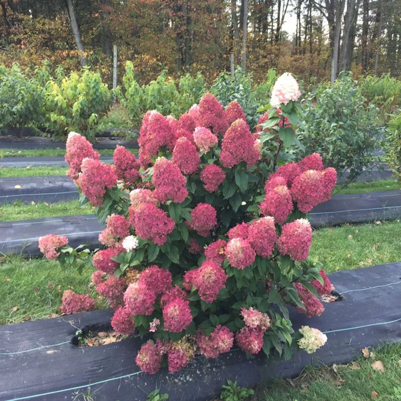 Quick Fire Fab® Panicle Hydrangea
