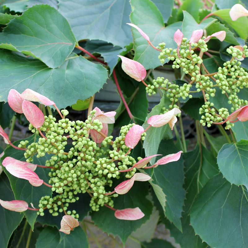 Rose Sensation™ False Hydrangea Vine 3 Rose Sensation™ False Hydrangea Vine