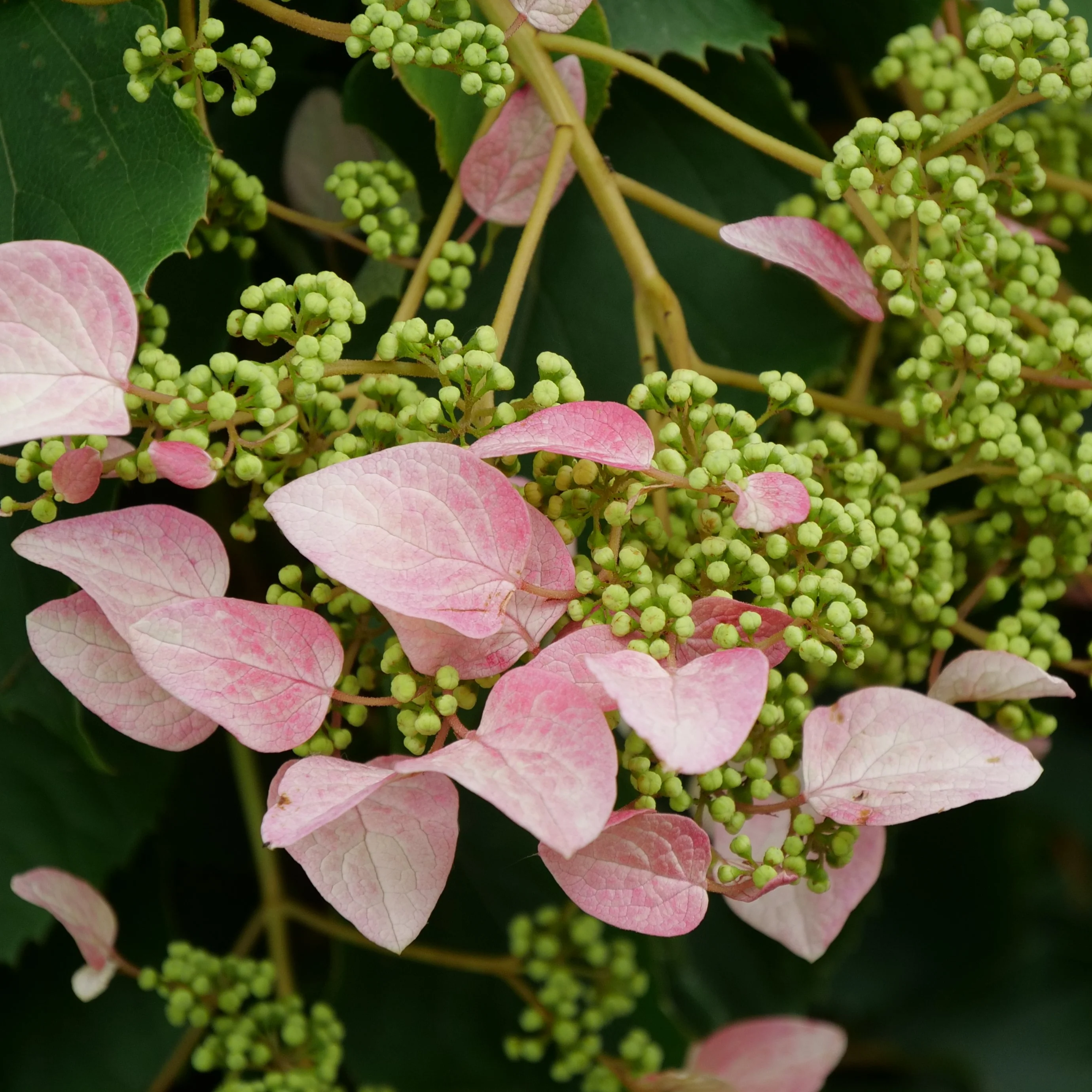 Rose Sensation™ False Hydrangea Vine 4 Rose Sensation™ False Hydrangea Vine