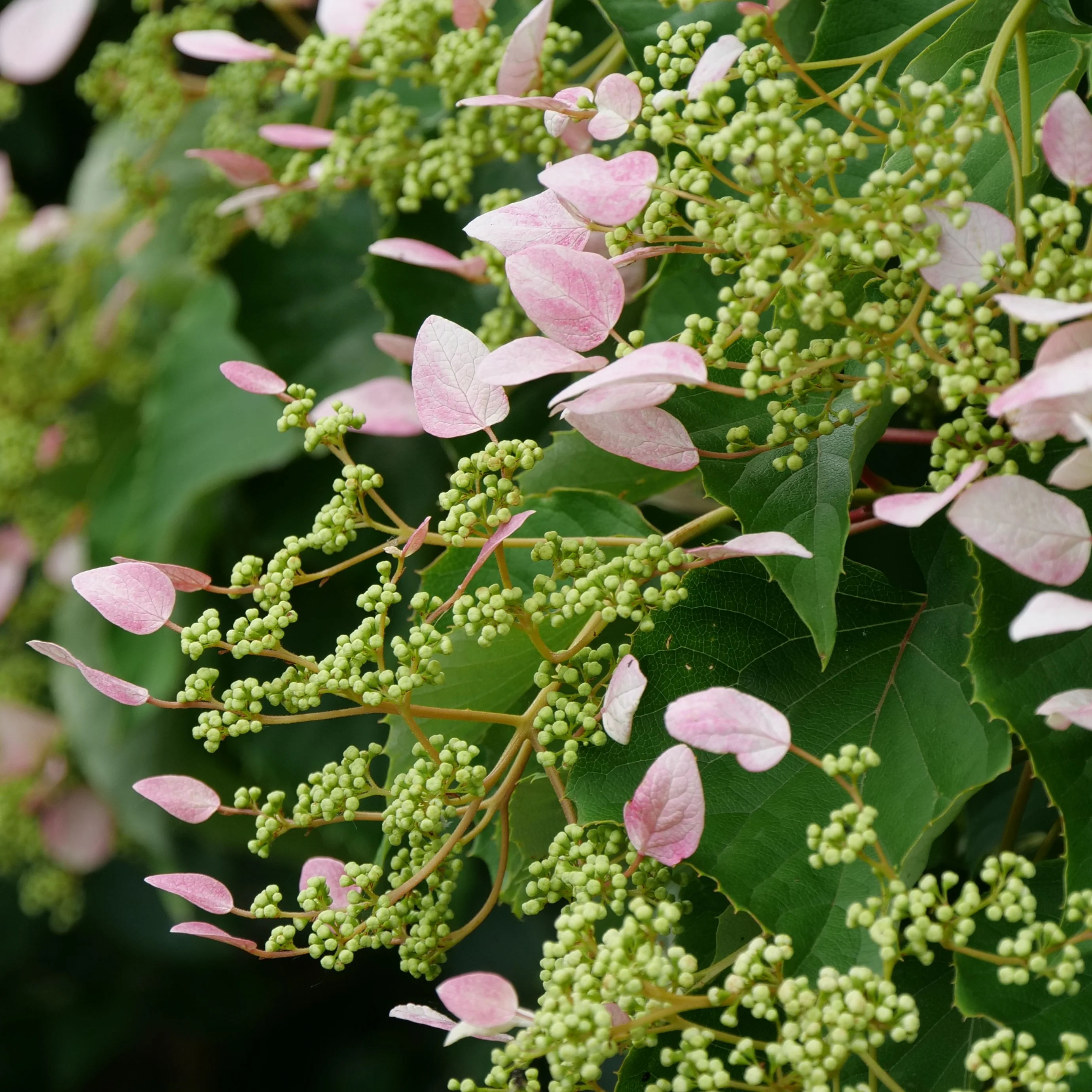 Rose Sensation™ False Hydrangea Vine 5 Rose Sensation™ False Hydrangea Vine