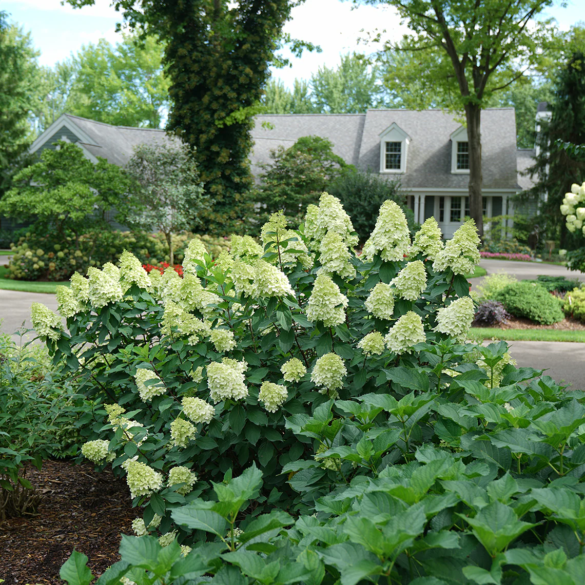 Limelight Prime® Panicle Hydrangea 2 Limelight Prime® Panicle Hydrangea