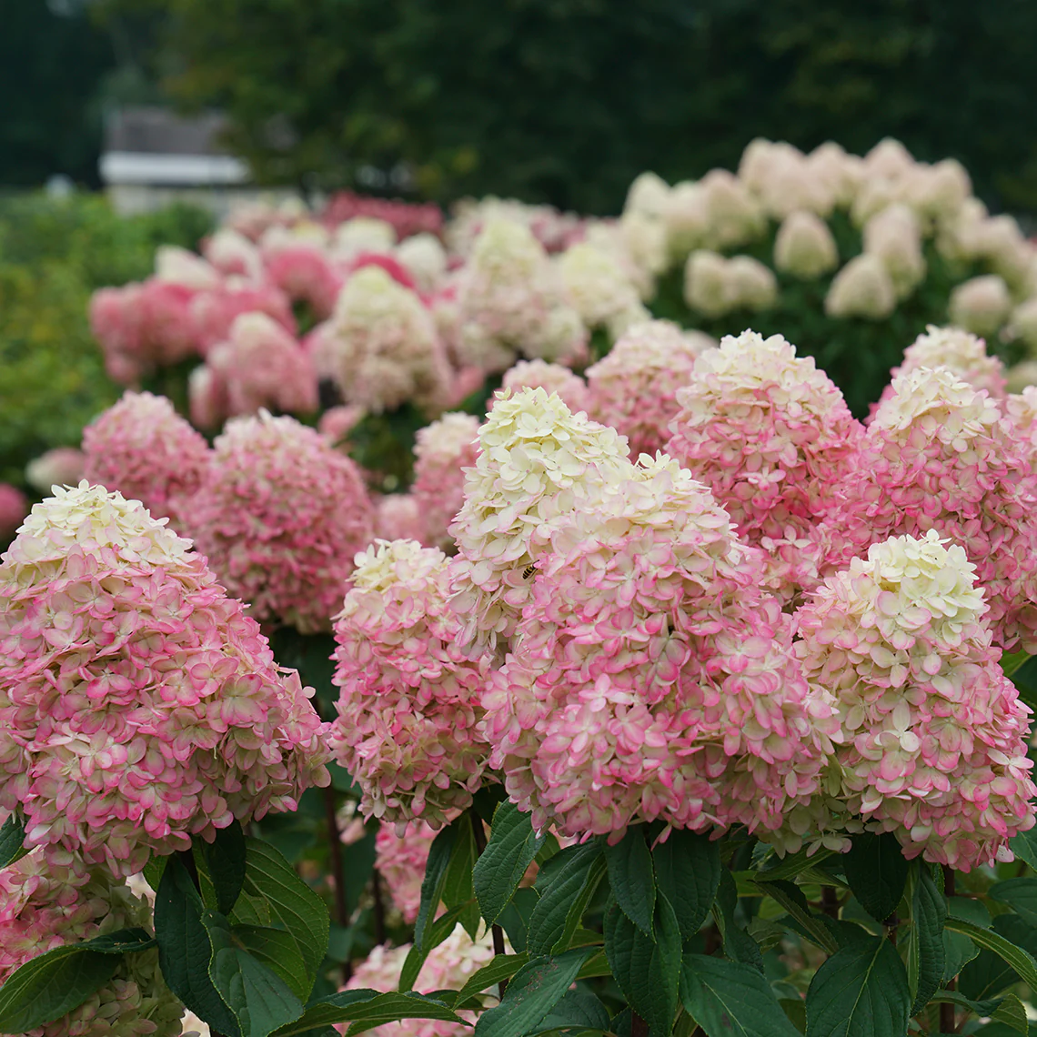 Limelight Prime® Panicle Hydrangea 3 Limelight Prime® Panicle Hydrangea