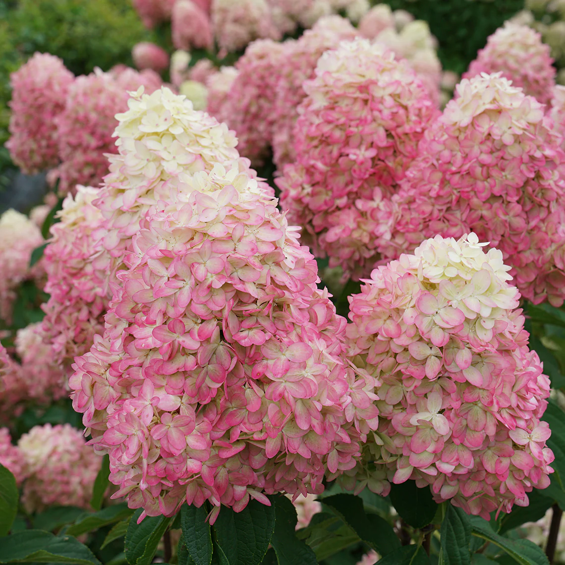 Limelight Prime® Panicle Hydrangea 4 Limelight Prime® Panicle Hydrangea