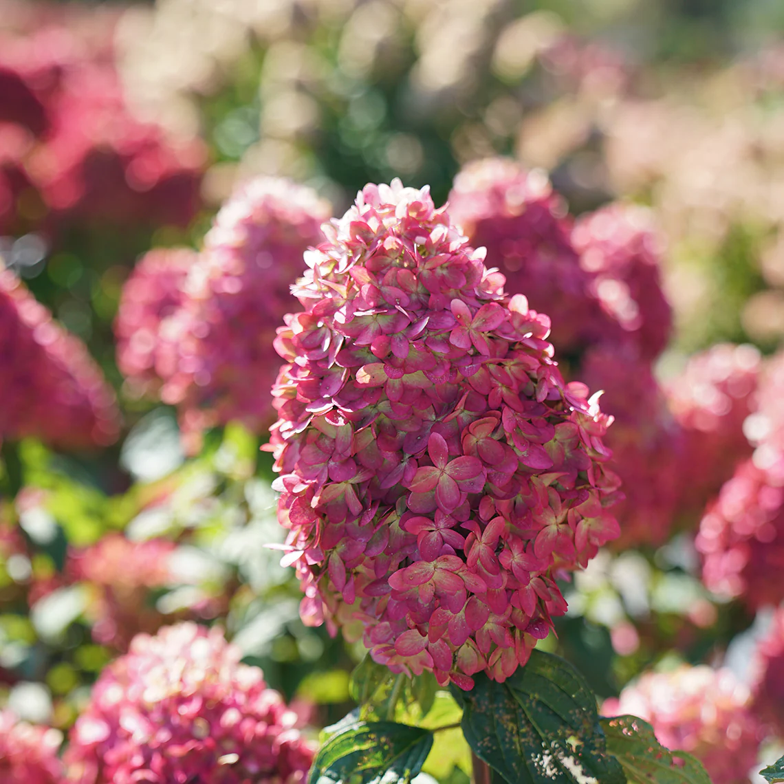 Limelight Prime® Panicle Hydrangea 5 Limelight Prime® Panicle Hydrangea