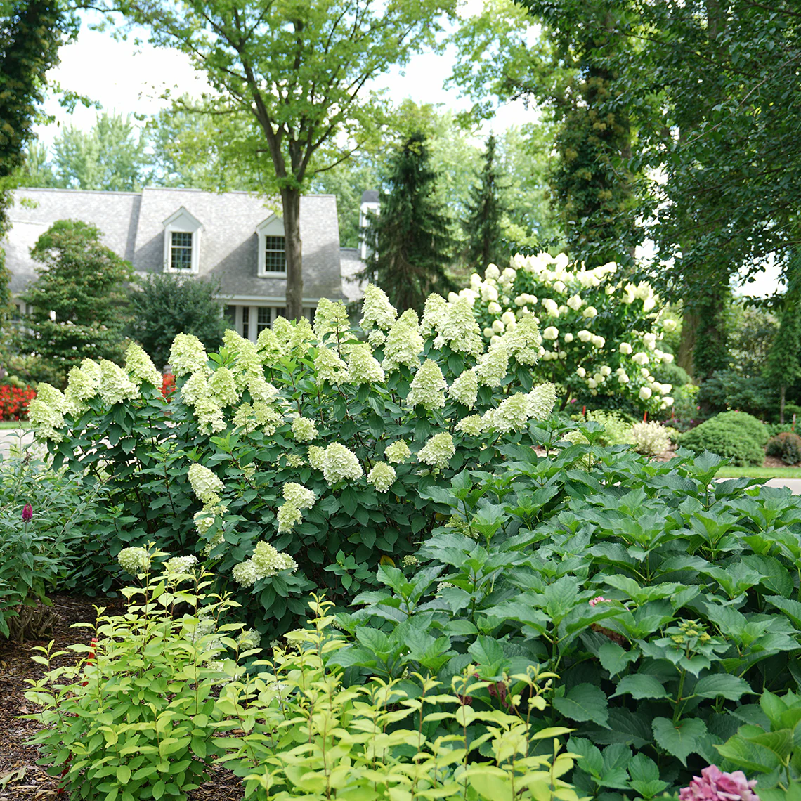 Limelight Prime® Panicle Hydrangea 6 Limelight Prime® Panicle Hydrangea