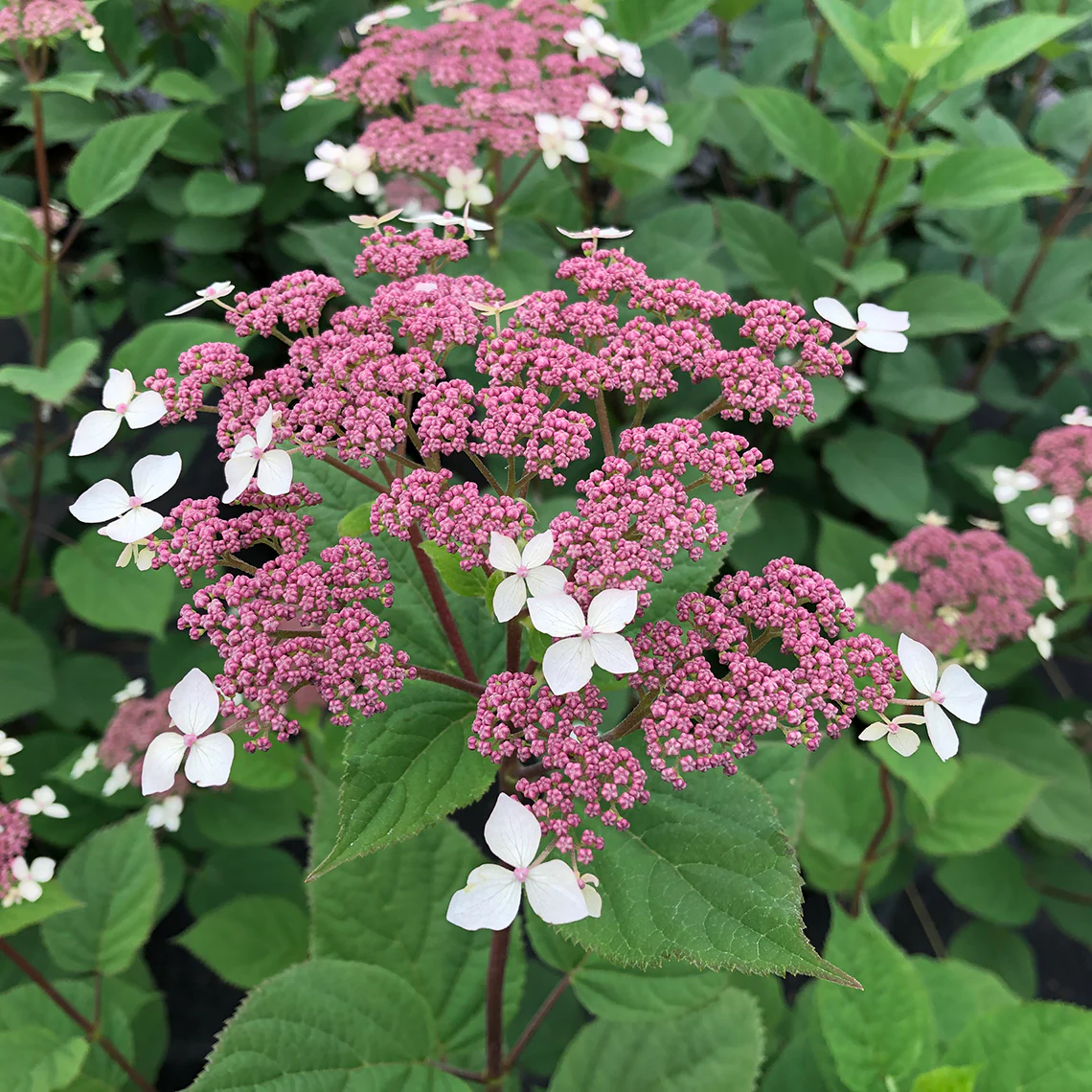 Invincibelle Lace™ Smooth Hydrangea