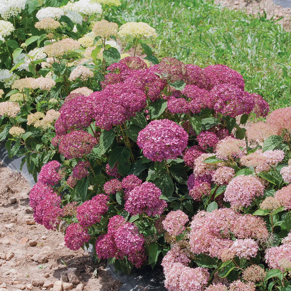 Invincibelle Mini Mauvette® Smooth Hydrangea 2 Invincibelle Mini Mauvette® Smooth Hydrangea