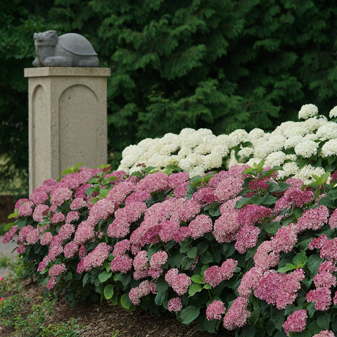 Invincibelle Mini Mauvette® Smooth Hydrangea 3 Invincibelle Mini Mauvette® Smooth Hydrangea