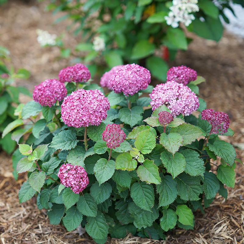 Invincibelle Mini Mauvette® Smooth Hydrangea 4 Invincibelle Mini Mauvette® Smooth Hydrangea