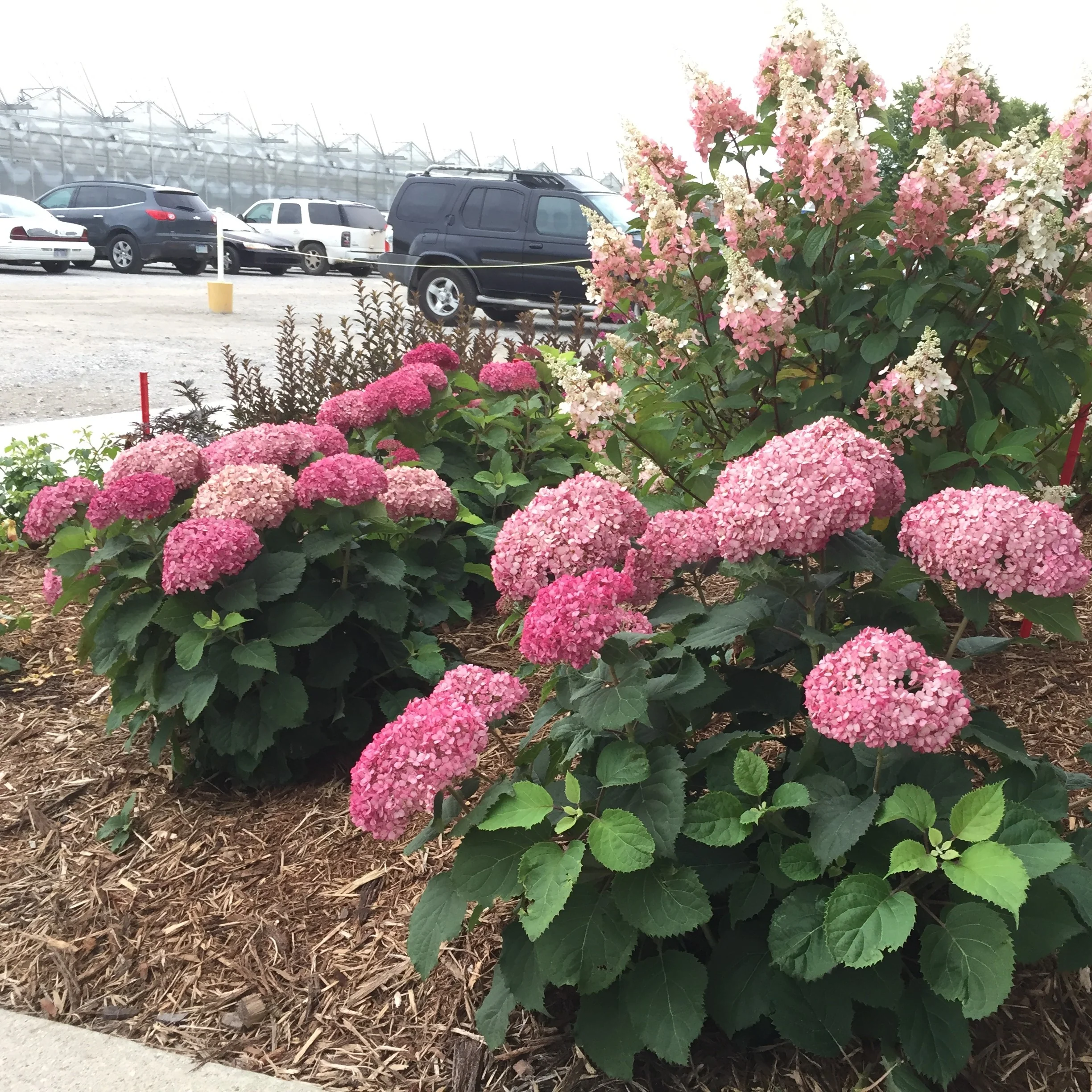 Invincibelle Mini Mauvette® Smooth Hydrangea 5 Invincibelle Mini Mauvette® Smooth Hydrangea