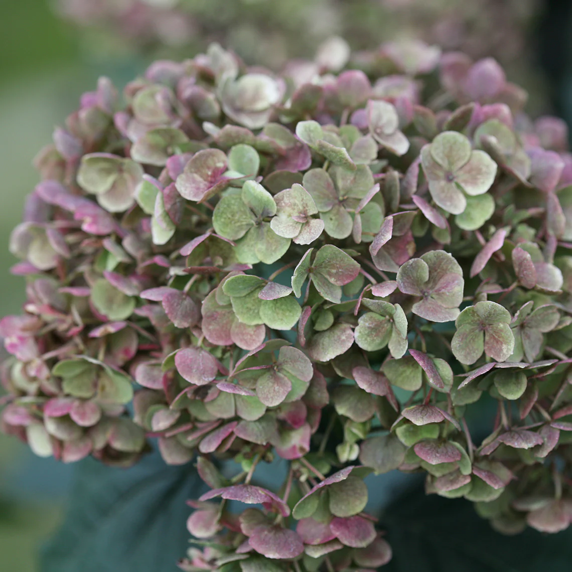 Invincibelle Mini Mauvette® Smooth Hydrangea 6 Invincibelle Mini Mauvette® Smooth Hydrangea