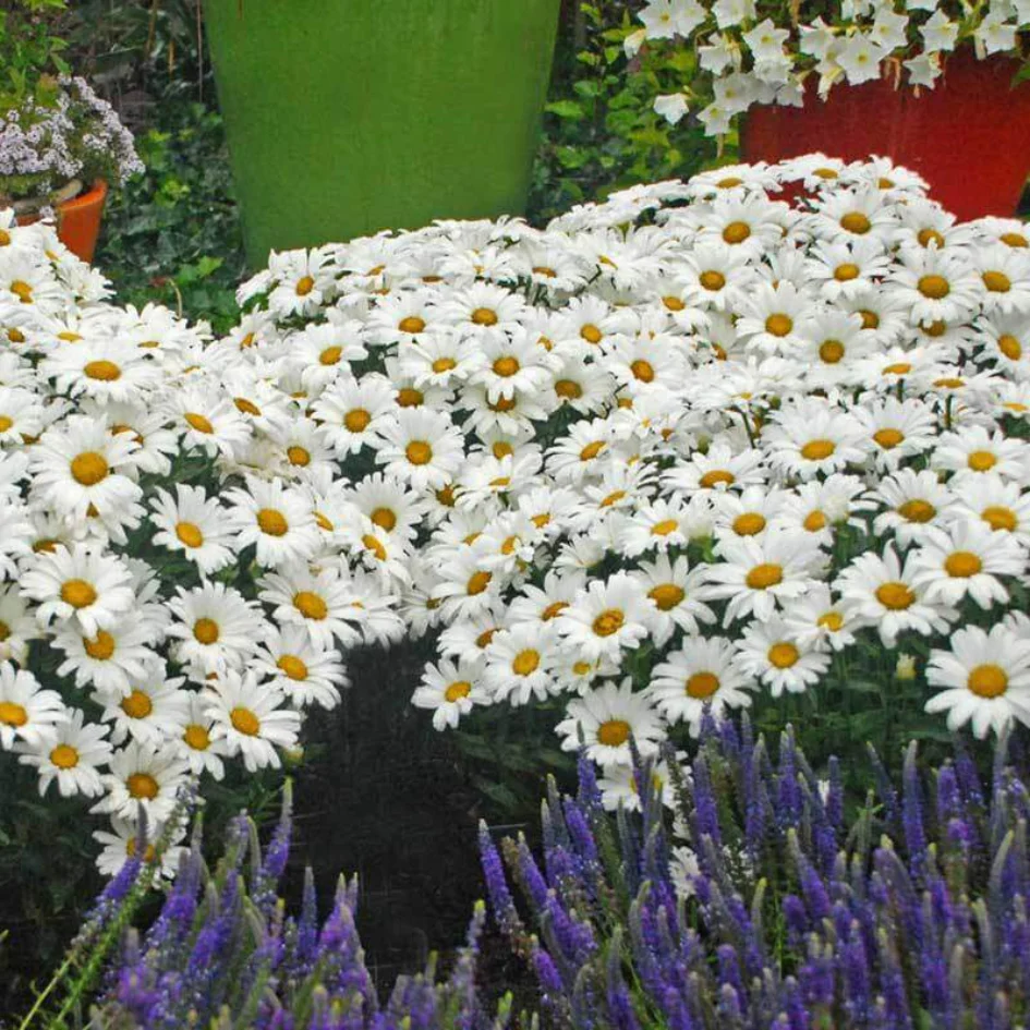Amazing Daisies® Daisy May® Shasta Daisy
