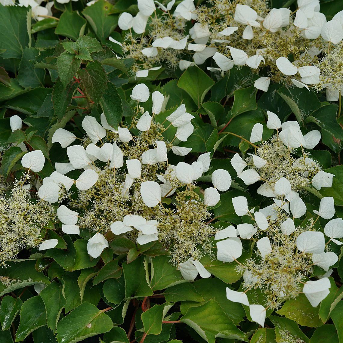 Flirty Girl™ False Hydrangea Vine