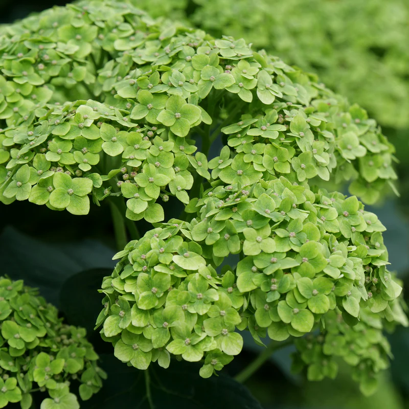 Invincibelle Sublime™ Smooth Hydrangea