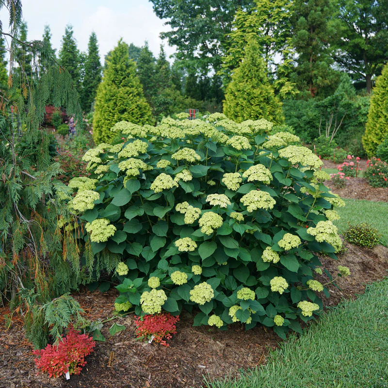 Invincibelle Sublime™ Smooth Hydrangea 2 Invincibelle Sublime™ Smooth Hydrangea