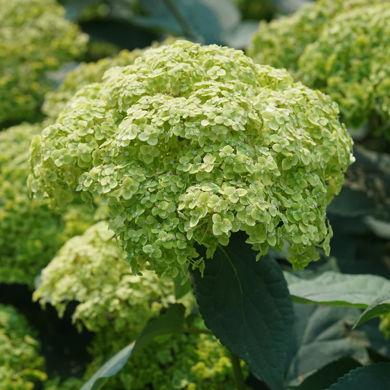 Invincibelle Sublime™ Smooth Hydrangea 3 Invincibelle Sublime™ Smooth Hydrangea