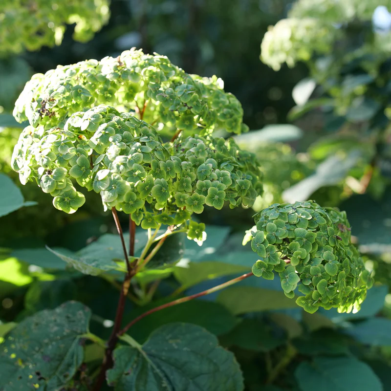 Invincibelle Sublime™ Smooth Hydrangea 4 Invincibelle Sublime™ Smooth Hydrangea