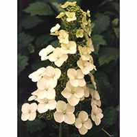 'Alice' Oakleaf Hydrangea - DISCONTINUED 2 'Alice' Oakleaf Hydrangea - DISCONTINUED