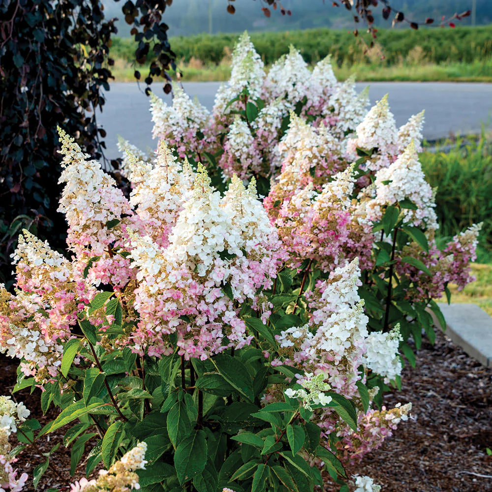 Candelabra™ Panicle Hydrangea
