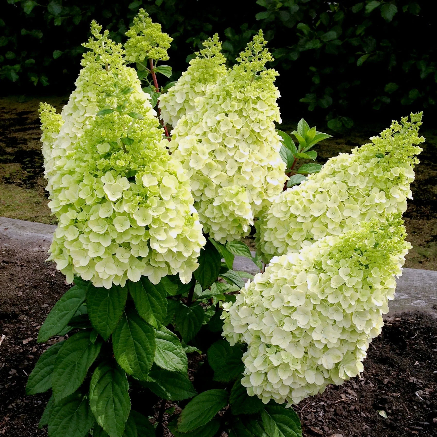 Moonrock™ Panicle Hydrangea 2 Moonrock™ Panicle Hydrangea