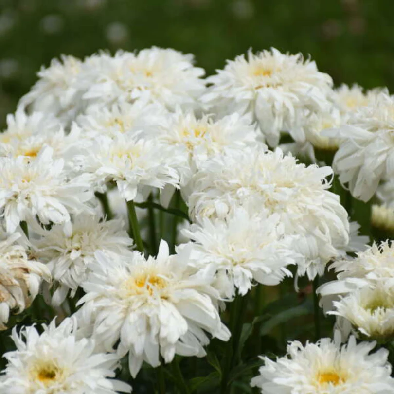 Amazing Daisies® 'Marshmallow' Shasta Daisy 2 Amazing Daisies® 'Marshmallow' Shasta Daisy