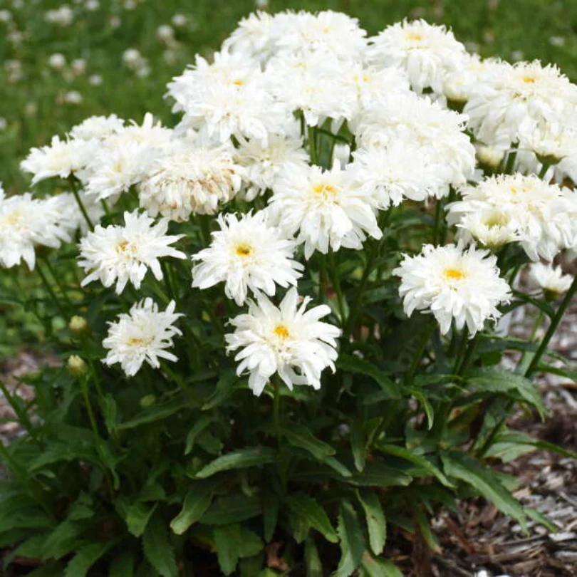Amazing Daisies® 'Marshmallow' Shasta Daisy 3 Amazing Daisies® 'Marshmallow' Shasta Daisy