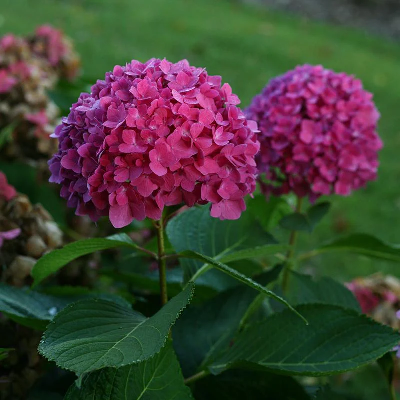 Let's Dance® Rave® Bigleaf Hydrangea - DISCONTINUED