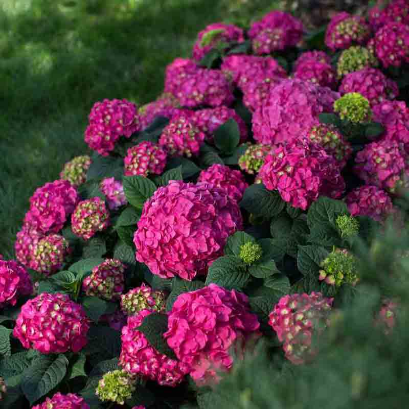 Endless Summer® Summer Crush® Bigleaf Hydrangea 2 Endless Summer® Summer Crush® Bigleaf Hydrangea