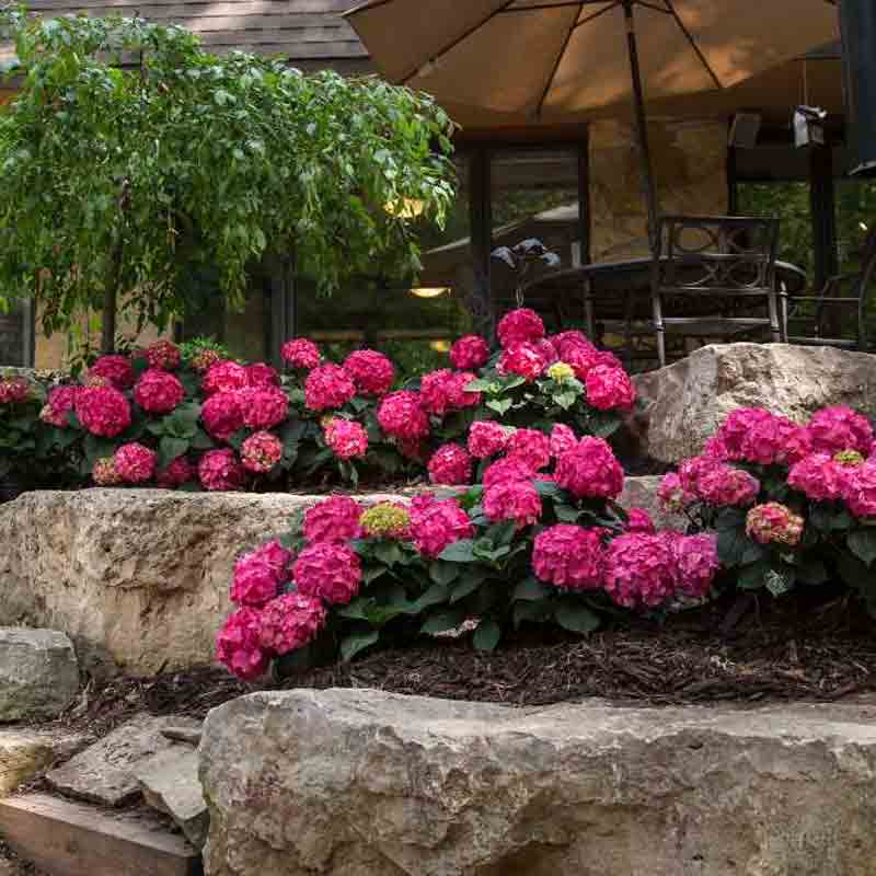 Endless Summer® Summer Crush® Bigleaf Hydrangea 3 Endless Summer® Summer Crush® Bigleaf Hydrangea