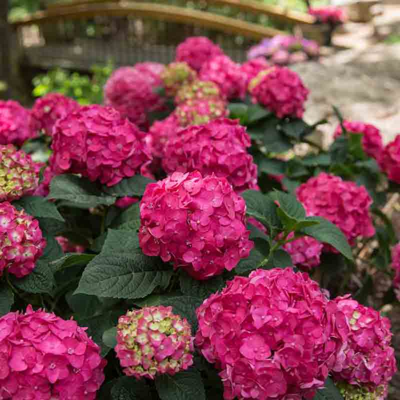 Endless Summer® Summer Crush® Bigleaf Hydrangea 4 Endless Summer® Summer Crush® Bigleaf Hydrangea