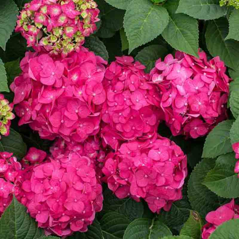 Endless Summer® Summer Crush® Bigleaf Hydrangea 5 Endless Summer® Summer Crush® Bigleaf Hydrangea