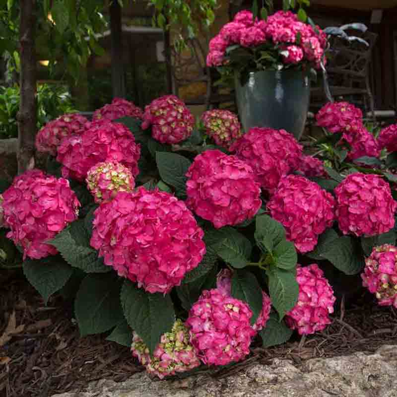 Endless Summer® Summer Crush® Bigleaf Hydrangea 6 Endless Summer® Summer Crush® Bigleaf Hydrangea