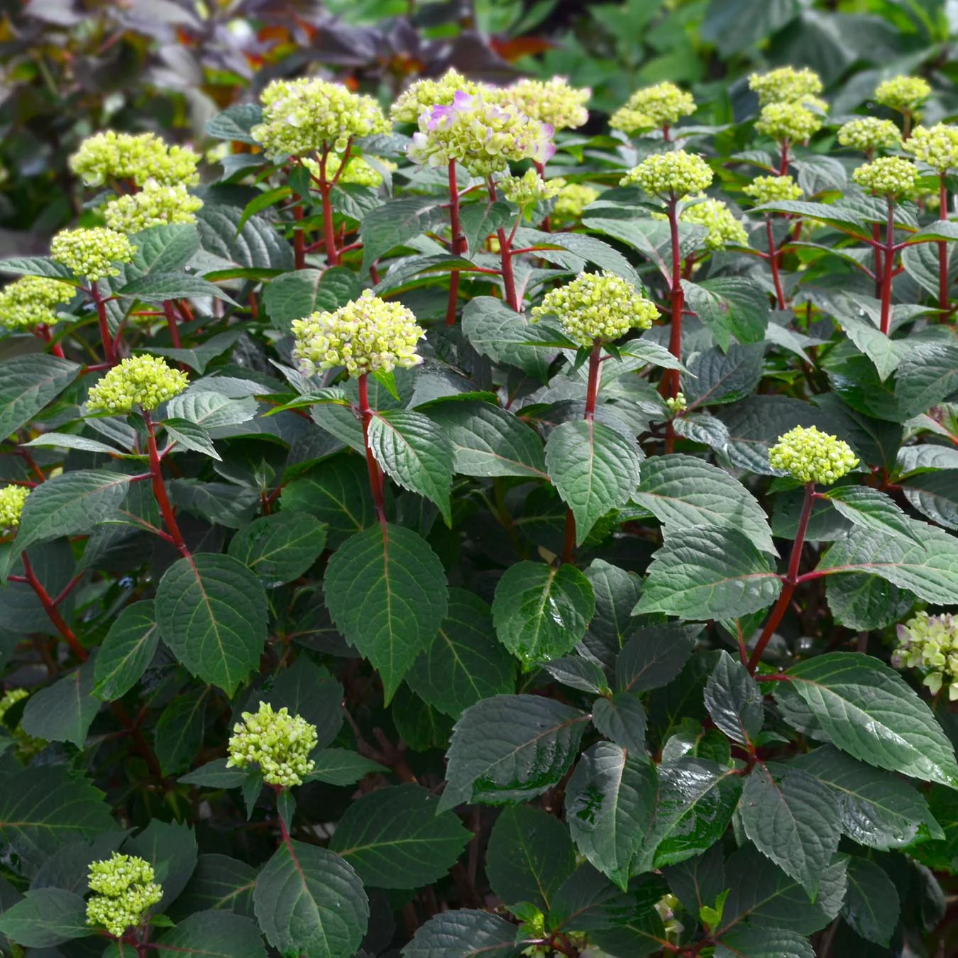 Endless Summer® BloomStruck® Bigleaf Hydrangea 2 Endless Summer® BloomStruck® Bigleaf Hydrangea