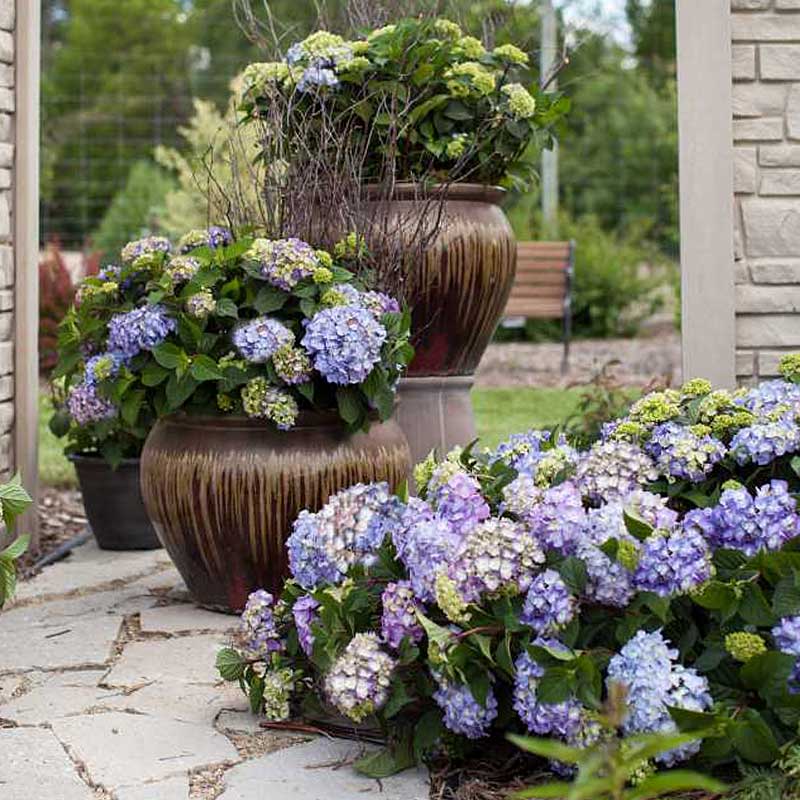 Endless Summer® BloomStruck® Bigleaf Hydrangea 3 Endless Summer® BloomStruck® Bigleaf Hydrangea
