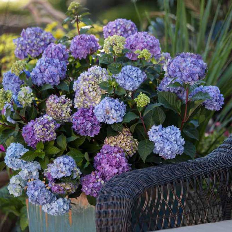 Endless Summer® BloomStruck® Bigleaf Hydrangea 4 Endless Summer® BloomStruck® Bigleaf Hydrangea