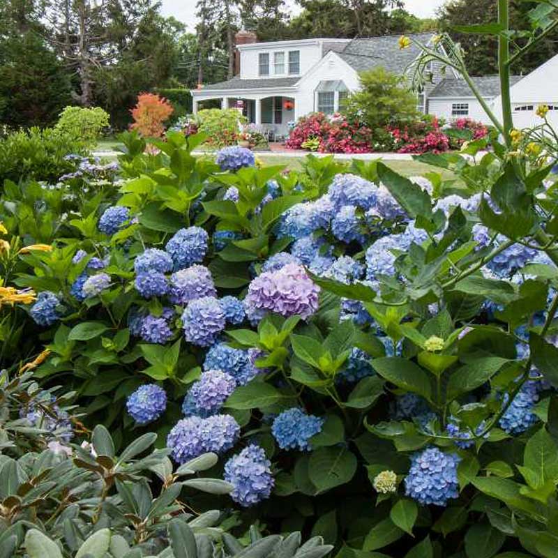 Endless Summer® BloomStruck® Bigleaf Hydrangea 5 Endless Summer® BloomStruck® Bigleaf Hydrangea
