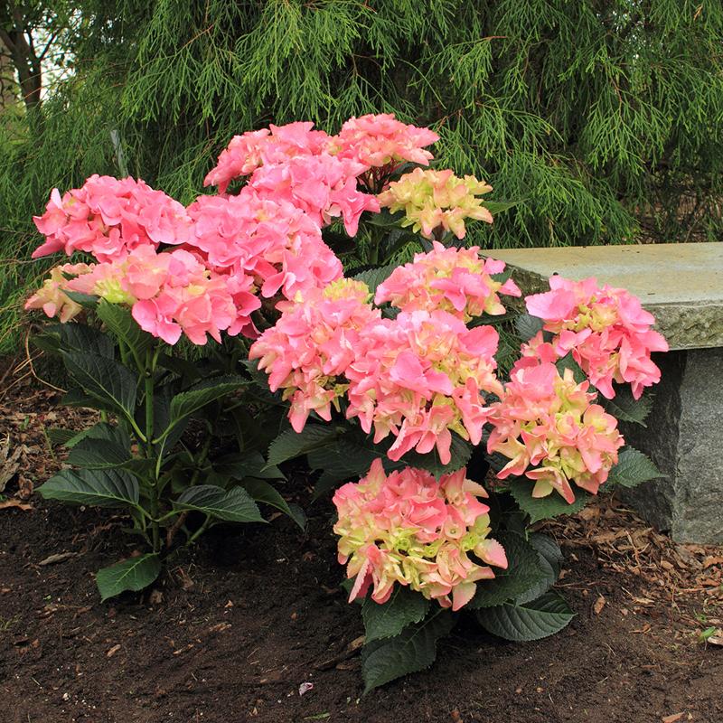 Cityline® Venice Bigleaf Hydrangea - DISCONTINUED