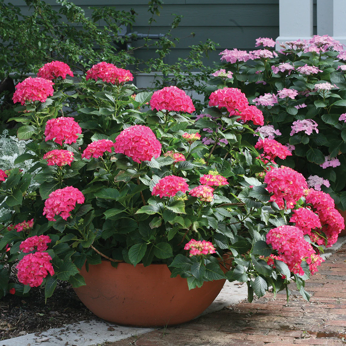 Cityline® Paris Bigleaf Hydrangea - DISCONTINUED