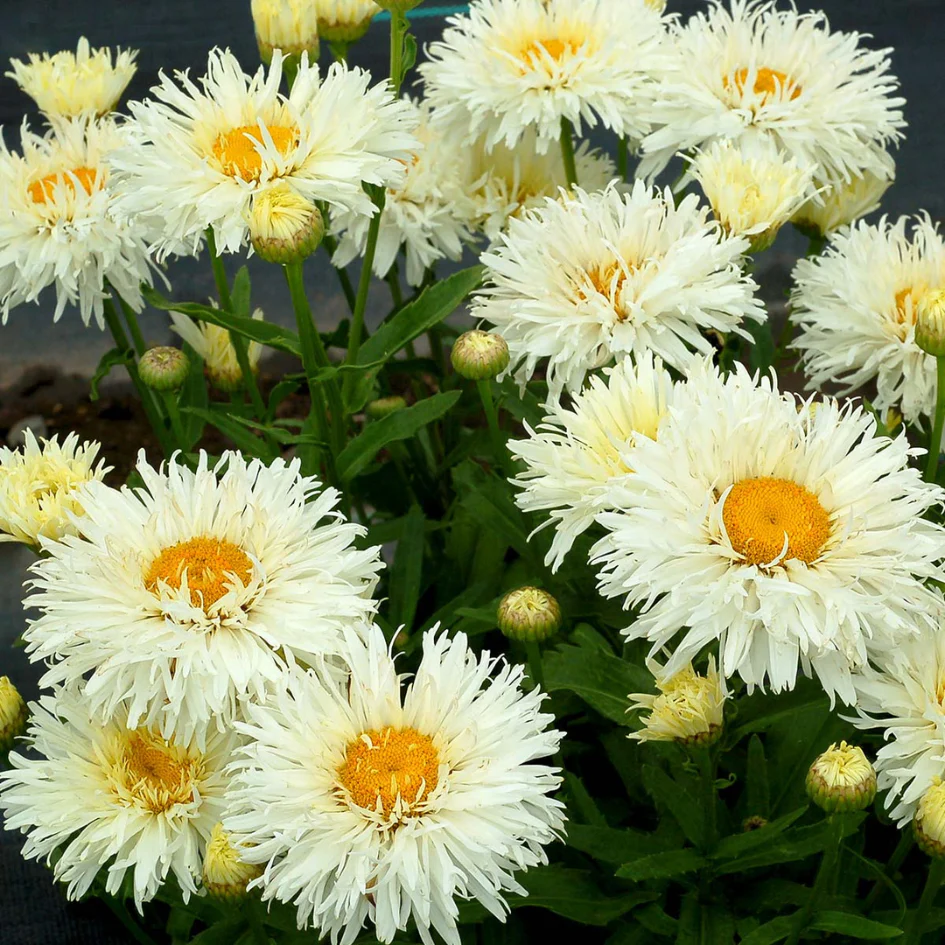 'Coconut' Double Shasta Daisy