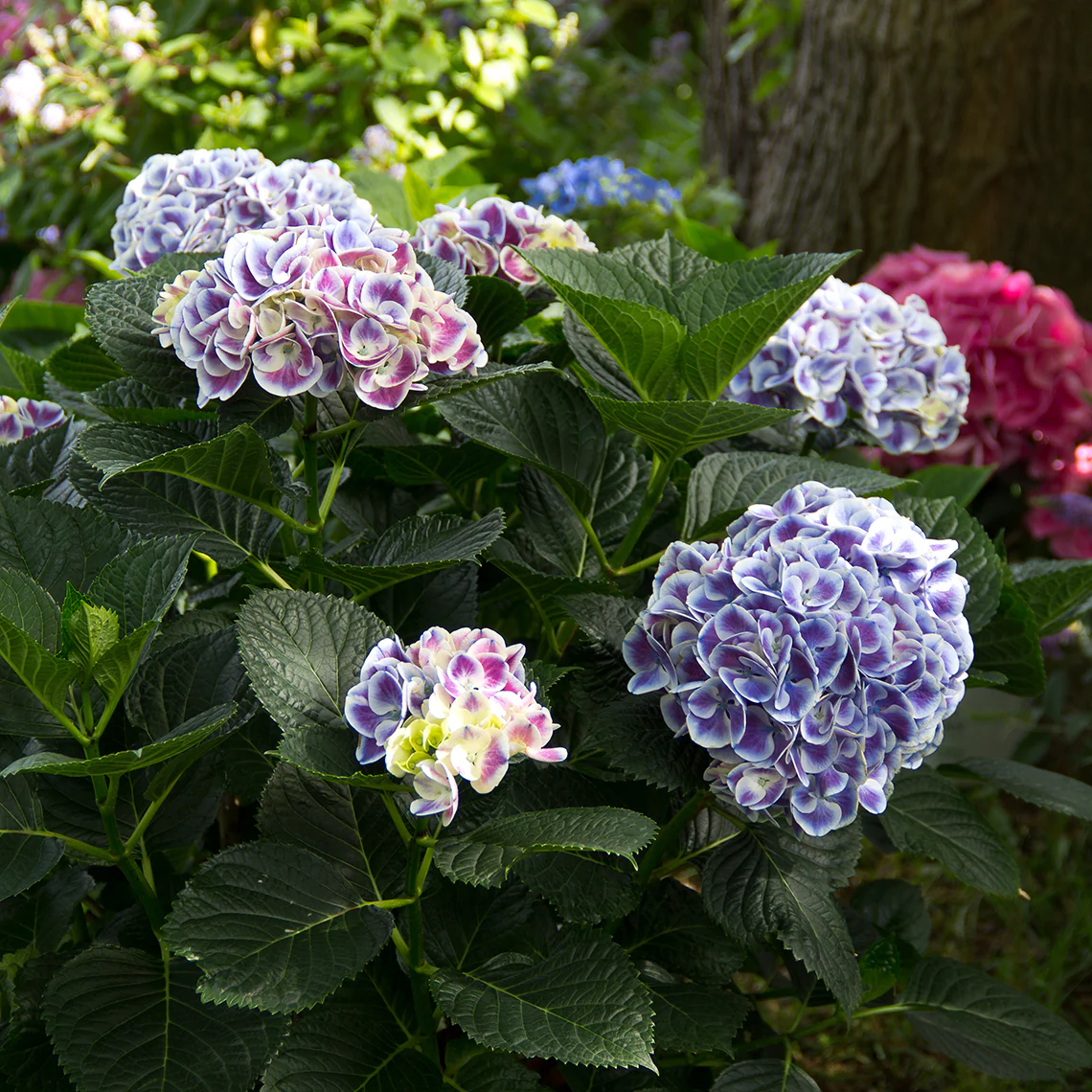 Cityline® Mars Bigleaf Hydrangea - DISCONTINUED