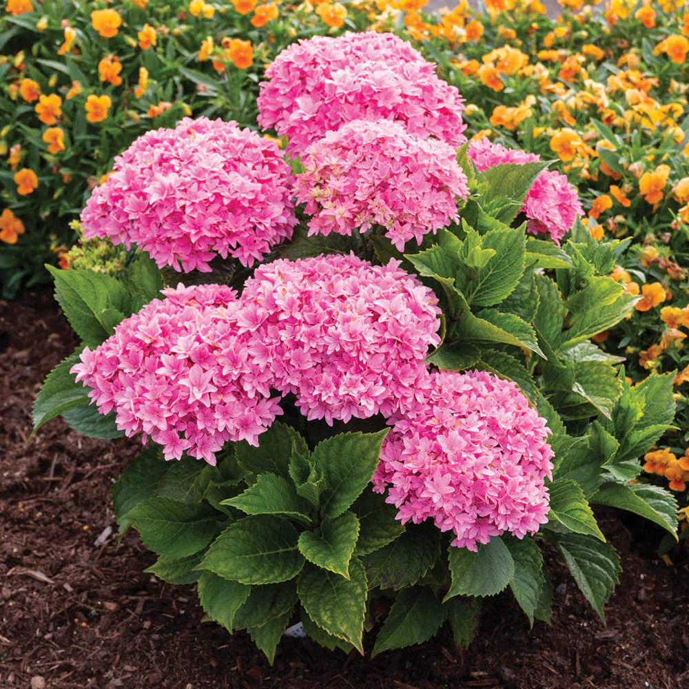 Starfield™ Bigleaf Hydrangea 2 Starfield™ Bigleaf Hydrangea