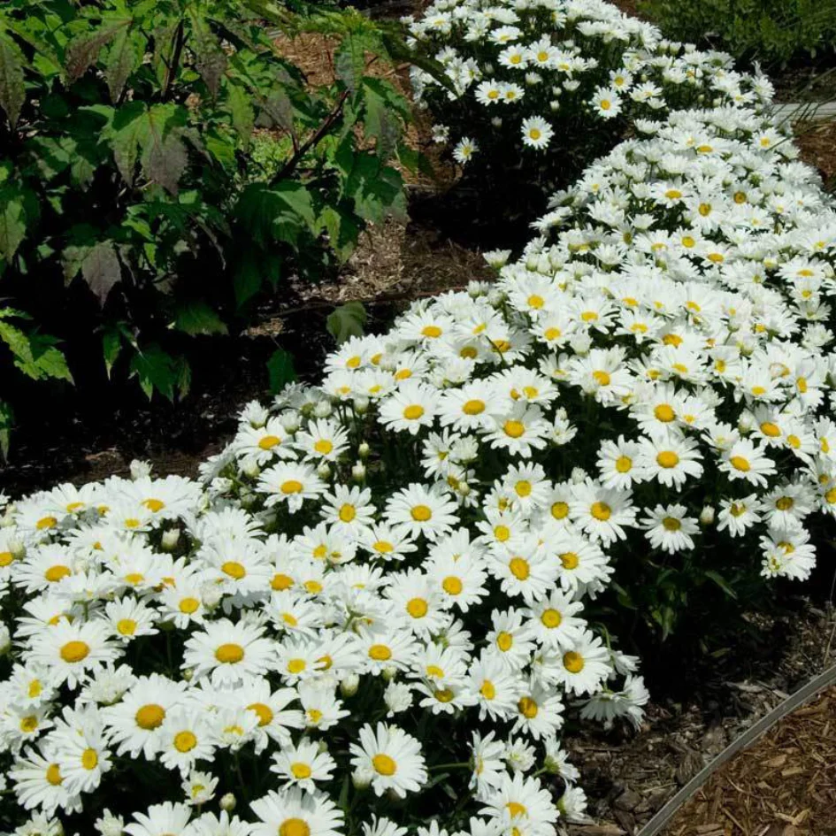 'Snowcap' Shasta Daisy 2 'Snowcap' Shasta Daisy